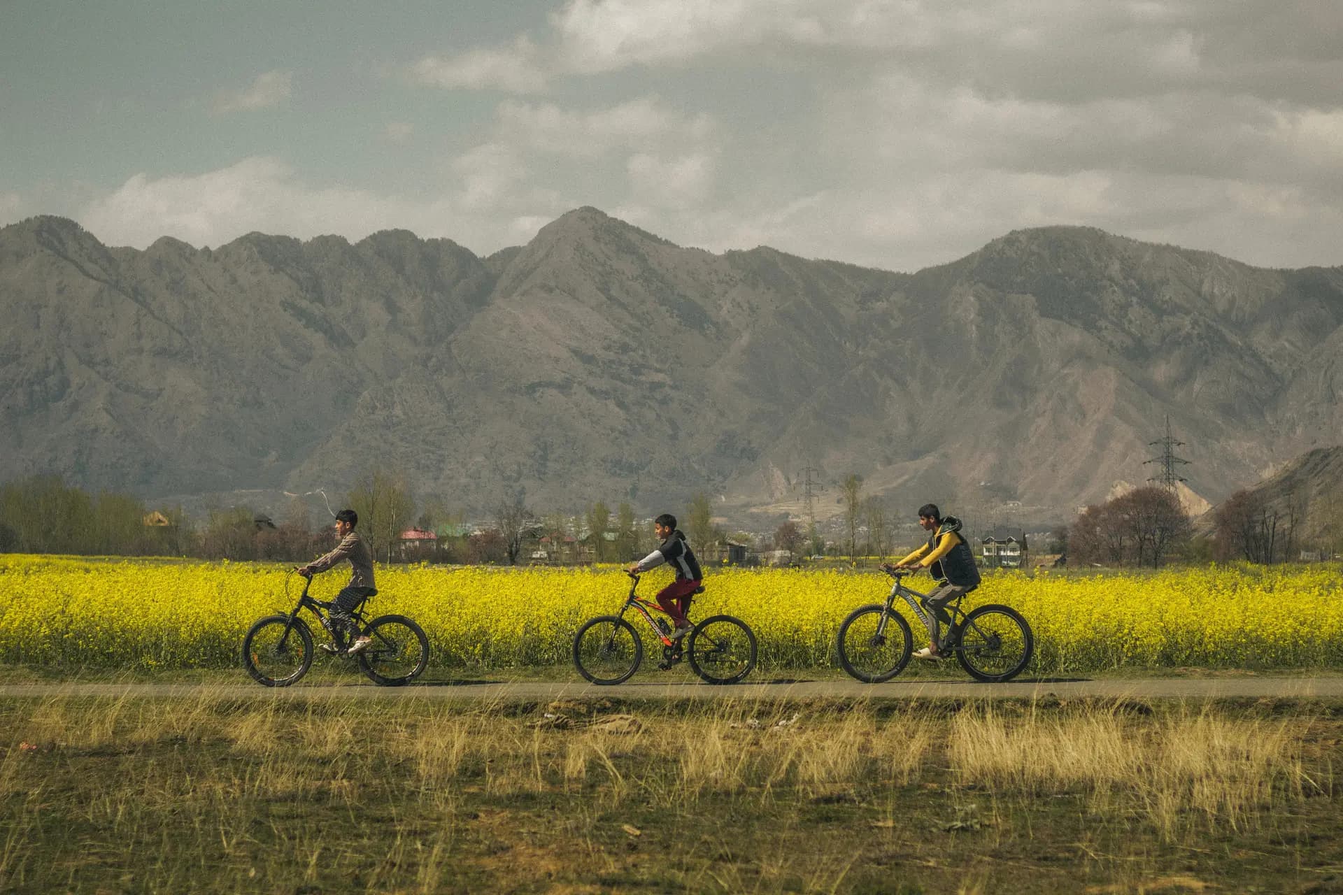 Spring in Kashmir — The valley wakes in tulips.